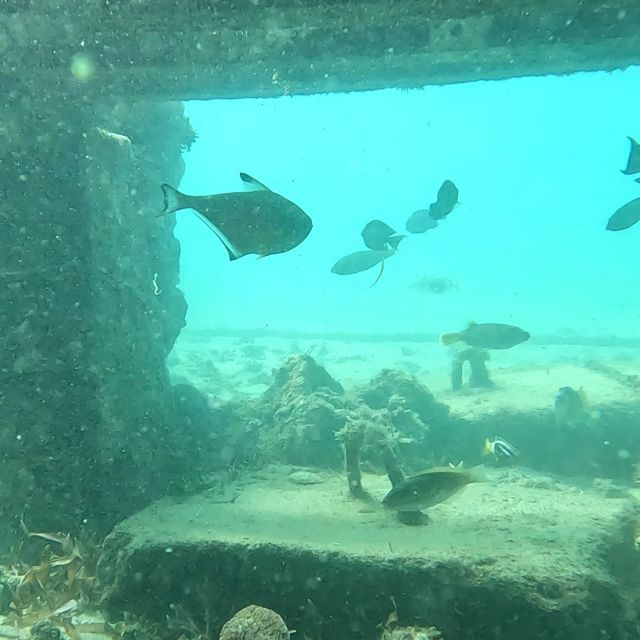Sanur : Snorkeling at Sanur Coastal Area - Good To Know