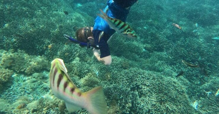 Sanur : Snorkeling at Sanur Coastal Area - Snorkeling Essentials