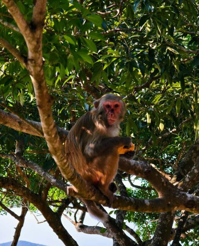 Sanya 3-Hour Scenic Park & Local Market Discovery Tour - Final Summary