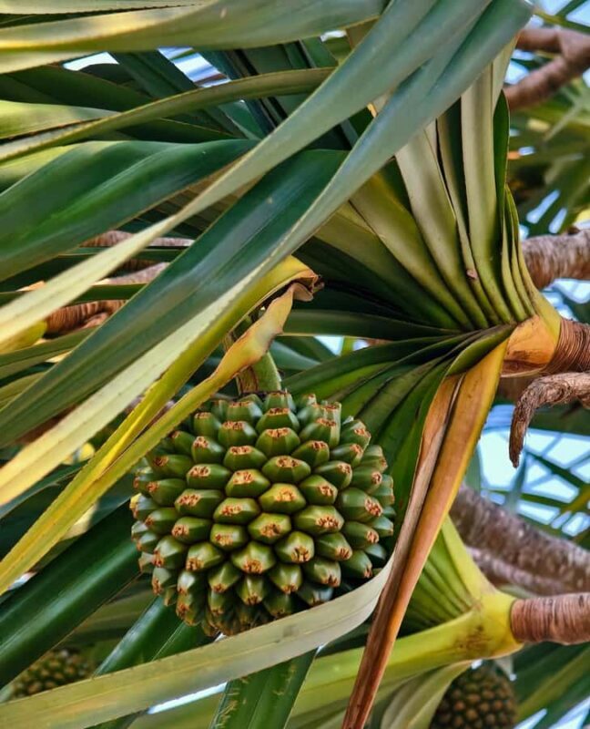 Sanya 3-Hour Scenic Park & Local Market Discovery Tour - FAQ