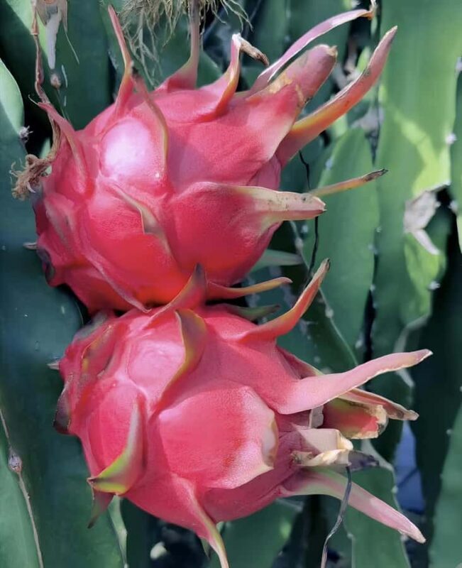 Sanya: 3-Hour Tropical Fruit Garden, Picking & BBQ Adventure - Good To Know