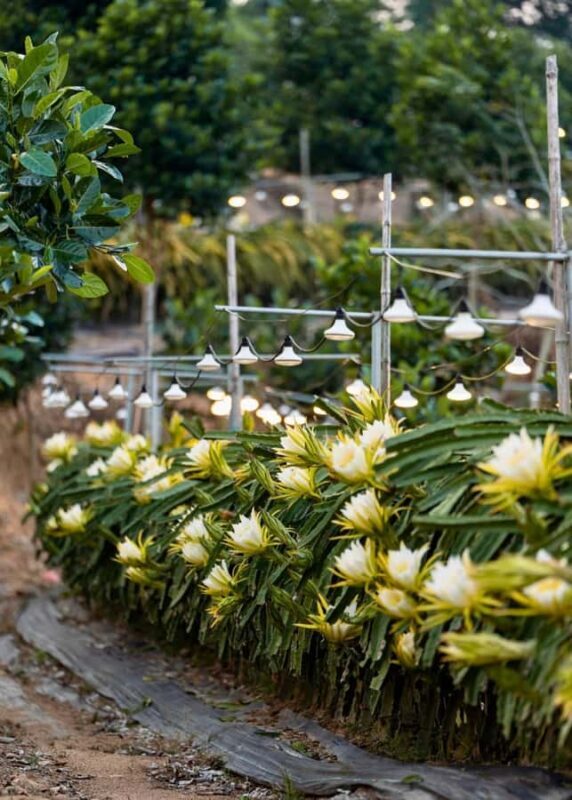 Sanya: 3-Hour Tropical Fruit Garden, Picking & BBQ Adventure - The Sum Up: Is It Worth It?