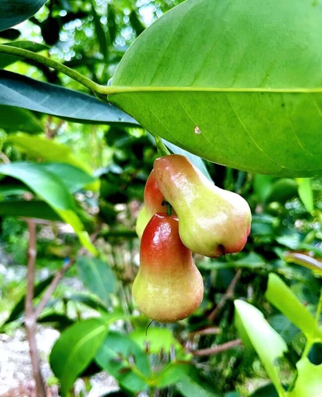 Sanya: 3-Hour Tropical Fruit Garden, Picking & BBQ Adventure - FAQ