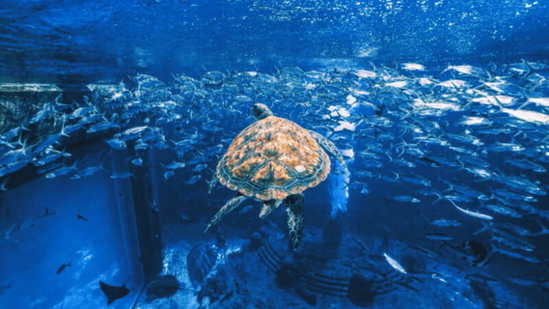 Sanya: Atlantis Lost Chambers Aquarium - Exploring the Atlantis Lost Chambers Aquarium in Sanya