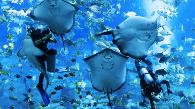 Sanya: Atlantis Lost Chambers Aquarium - FAQ