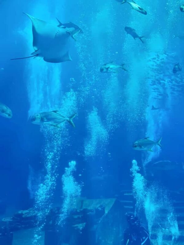 Sanya Haitang Bay Local Discovery Day Tour - Practical Details and What to Expect