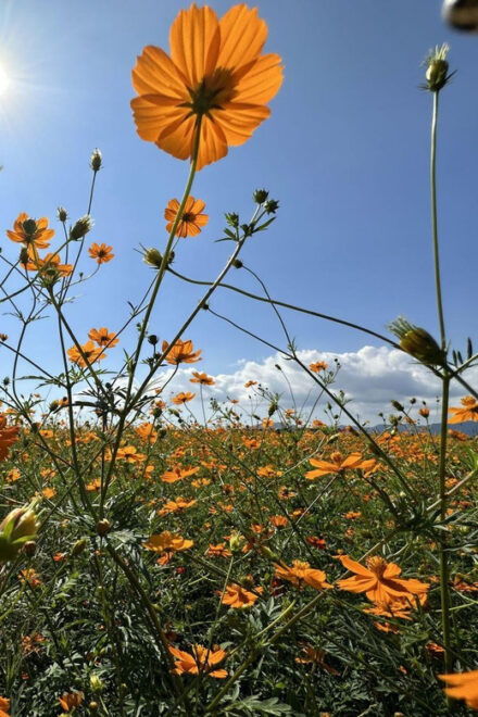 Sanyo Onoda Tour Yamaguchi Prefecture, Japan - Local Attractions