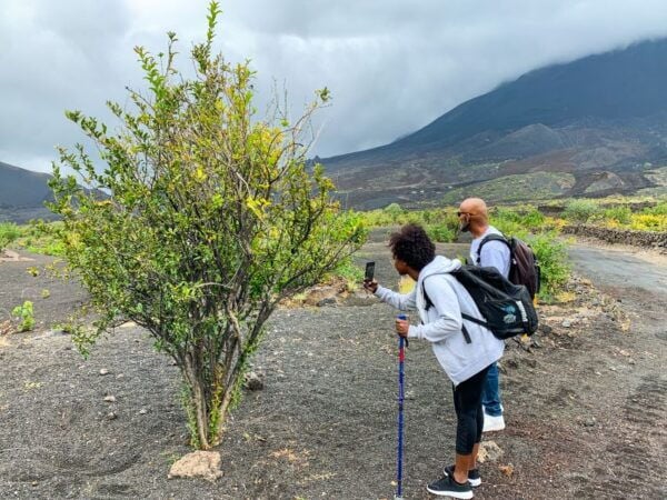 São Filipe: Fogo Volcano With Wine and Cheese Tasting - Reservation & Booking
