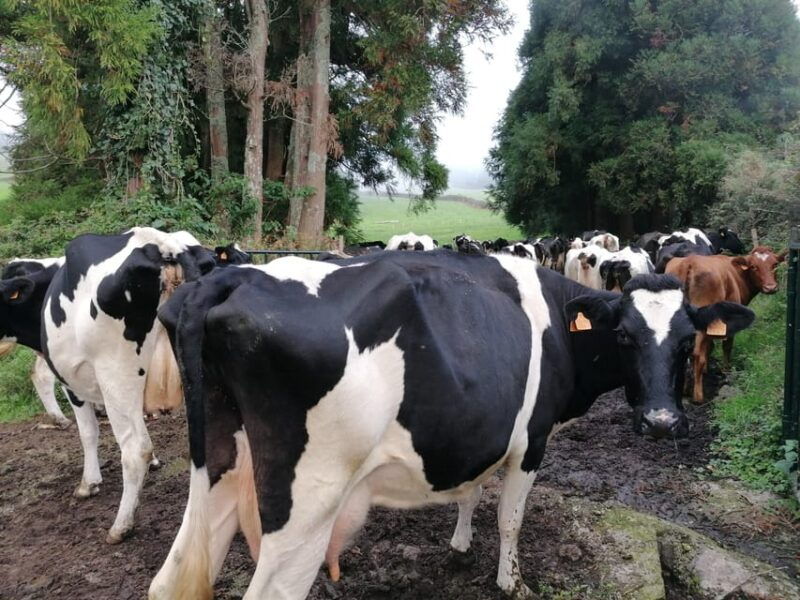 Sao Jorge Cheese Tour - Half day - São Jorge Cheese Tour - Half Day: A Tasty Dive into Madeira’s Dairy Traditions