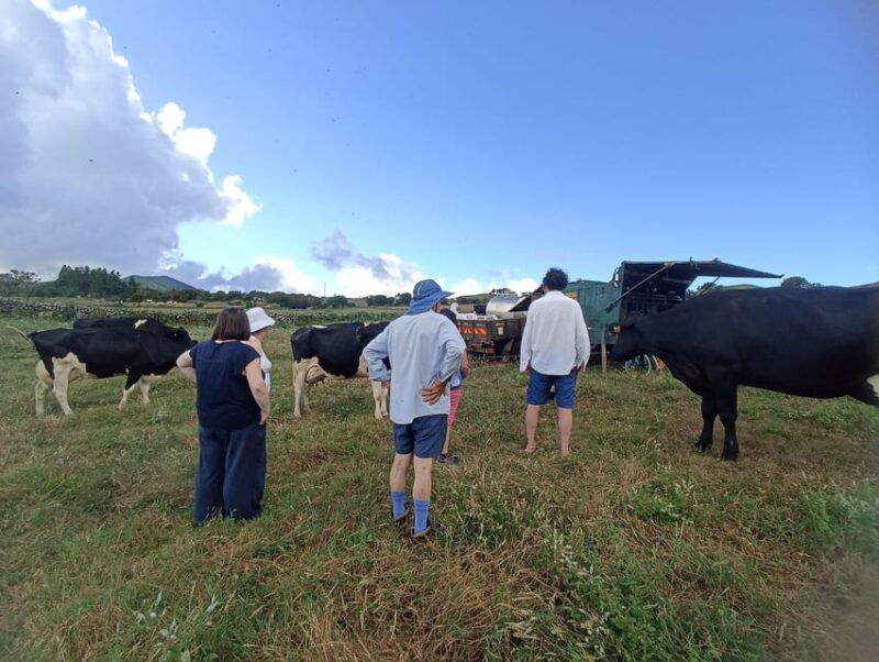 Sao Jorge Cheese Tour - Half day - What to Expect from the São Jorge Cheese Tour