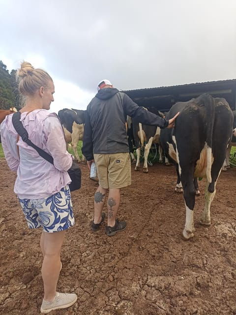 Sao Jorge Cheese Tour - Half day - FAQ