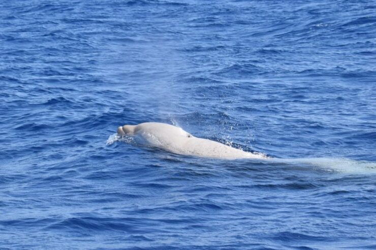 São Jorge Island: Cetaceans in the Heart of Azores - Tour Highlights