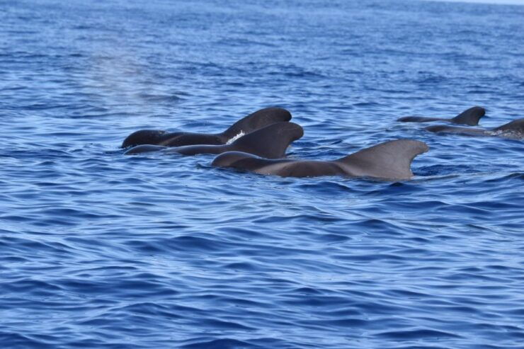 São Jorge Island: Cetaceans in the Heart of Azores - Tour Description