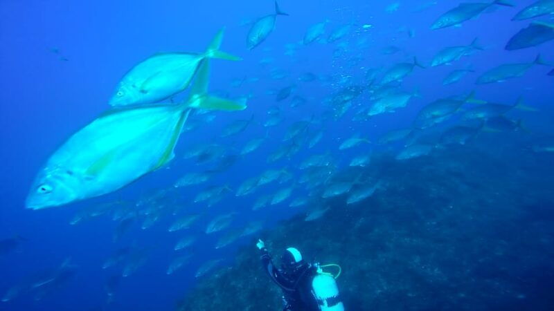 São Jorge: Scuba Diving - 2 Dives (Half Day) - Authentic Underwater Encounters with São Jorge