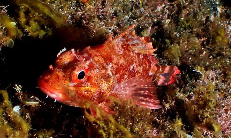 São Jorge: Scuba Diving - 2 Dives (Half Day) - Who Will Love This Tour?