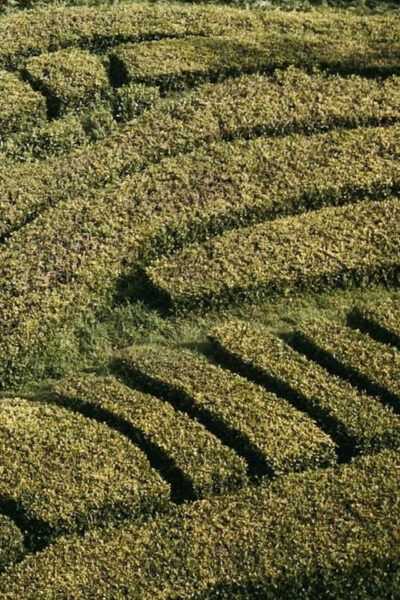 São Miguel: 2-Days Highlights Tour With Tea & Pineapple - Ribeira Dos Caldeirões