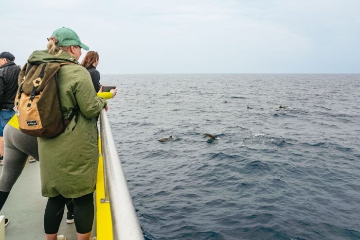 São Miguel Azores: Half-Day Whale Watching Trip - Experience