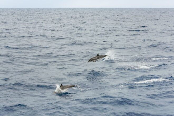São Miguel Azores: Half-Day Whale Watching Trip - Full Description