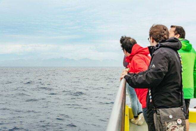 São Miguel Azores: Half-Day Whale Watching Trip - Review Summary