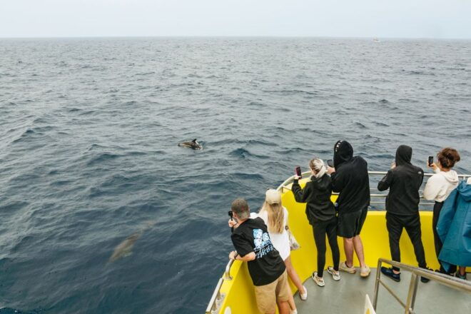 São Miguel Azores: Half-Day Whale Watching Trip - Review Feedback