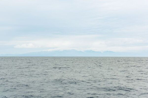 São Miguel Azores: Half-Day Whale Watching Trip - Best Time to Visit