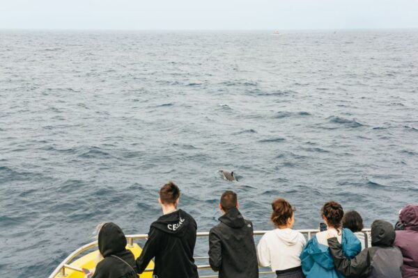 São Miguel Azores: Half-Day Whale Watching Trip - Common Questions
