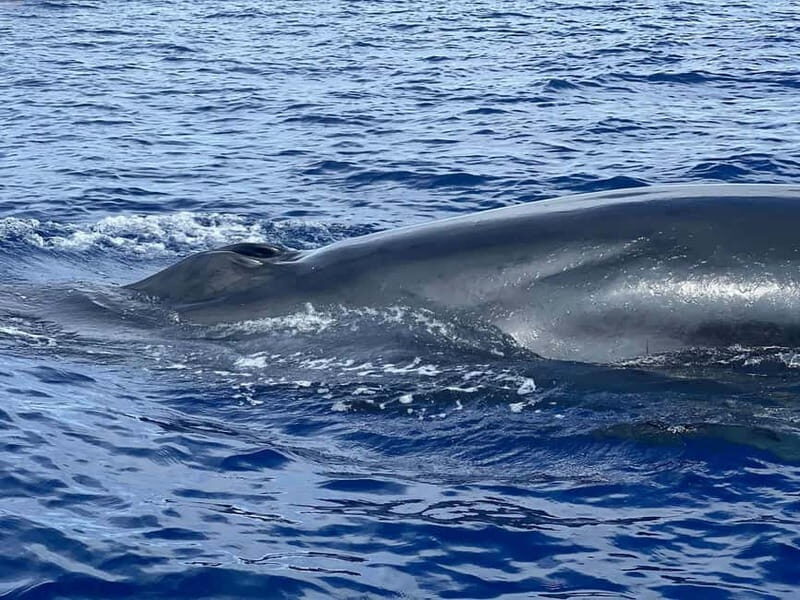 São Miguel, Azores: Whale and Dolphin Watching Tour - Good To Know