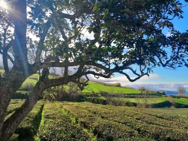 São Miguel: Furnas & Nordeste Full-Day Tour Including Lunch - Important Information