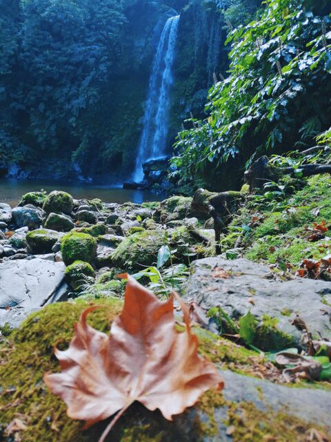 São Miguel: Majestic North Tour (Waterfalls w/Lunch) - Who Will Love This Tour?
