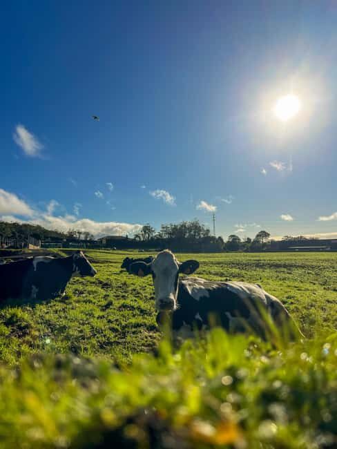 São Miguel: Nordeste Tour with Cow Milking - Practical Details: What to Know Before You Go