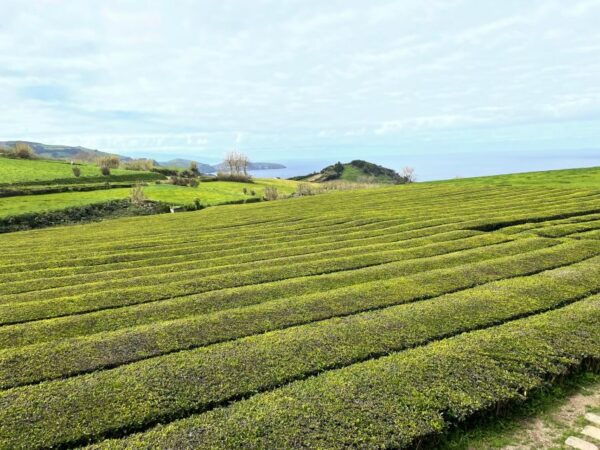 Sao Miguel: Privat Van Tour Furnas, Gorreana Tea Factory - The Sum Up