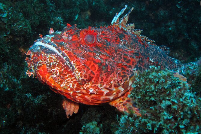 Sao Miguel Scuba Diving Experience for Certified Divers  - Ponta Delgada - Reviews and Ratings