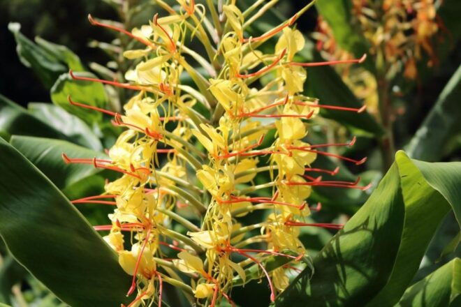 São Miguel: Seven Cities and Fire Lake Full-Day Tour - Important Information for Participants