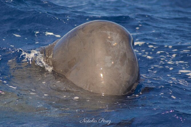 Sao Miguel Small-Group Whale Watching Tour - Price and Booking Details