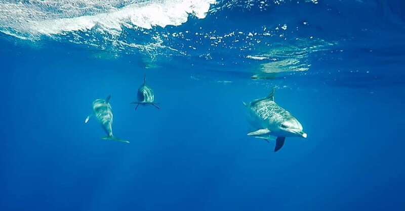 São Miguel: Swim with Wild Dolphins in the Open Ocean - Good To Know  