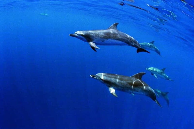 São Miguel: Swim with Wild Dolphins in the Open Ocean - The Experience in Detail