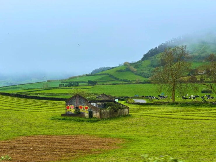 São Miguel: the Majestic North Tour (Waterfalls W/Lunch) - Good To Know