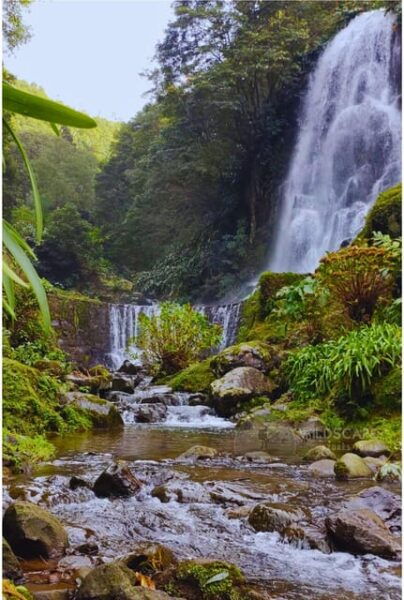 São Miguel: the Majestic North Tour (Waterfalls W/Lunch) - Customer Reviews