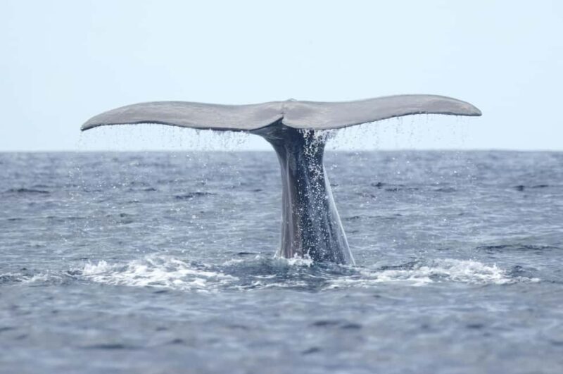 São Miguel: Whale Watching, Lunch, & Water Activities - FAQ
