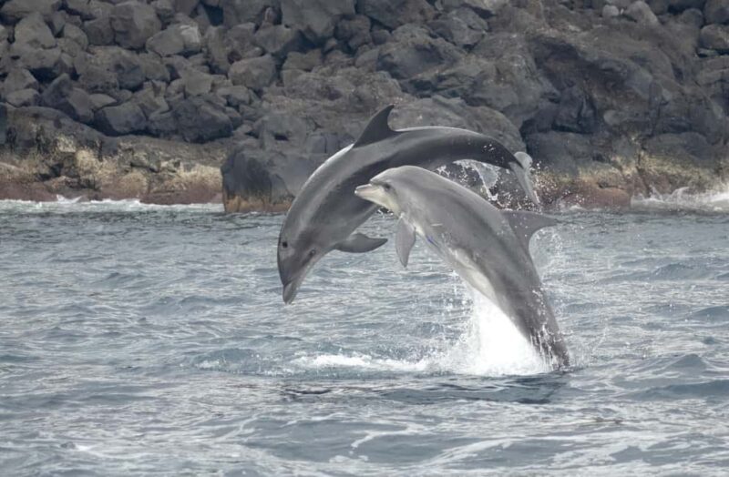 São Miguel: Whale Watching & Wild Dolphins Swimming Full-day - Good To Know