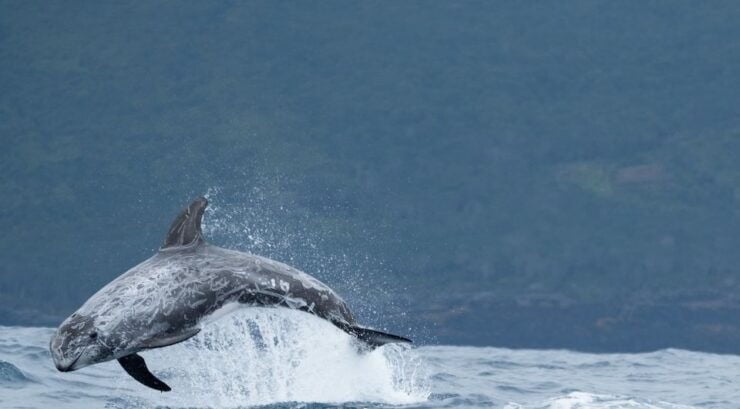 São Miguel: Wild Swimming With Dolphins - Swim With Dolphins in Their Habitat