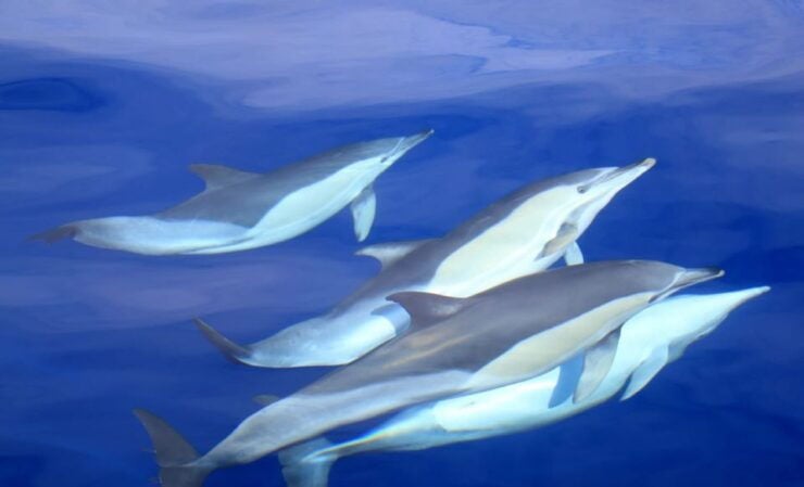 São Miguel: Wild Swimming With Dolphins - Experience the Stunning São Miguel Landscape