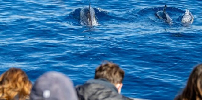 São Miguel: Wild Swimming With Dolphins - Learn From Trained Professionals