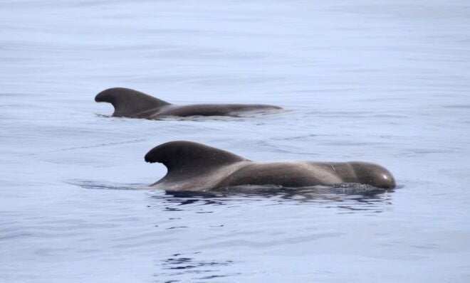 São Miguel: Wild Swimming With Dolphins - Enjoy a Once-In-A-Lifetime Treat