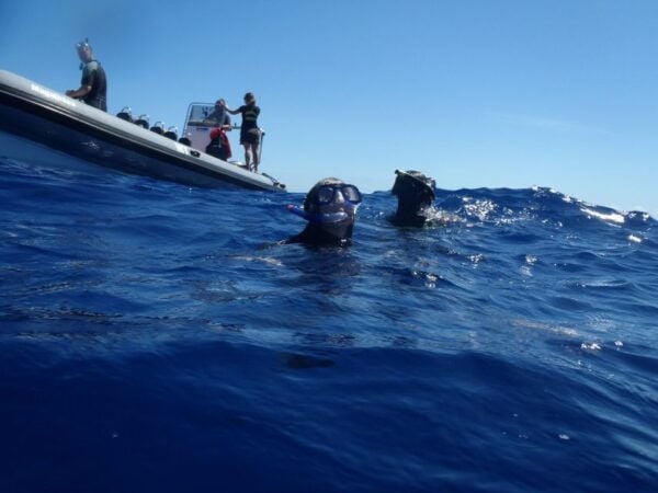 São Miguel: Wild Swimming With Dolphins - The Sum Up