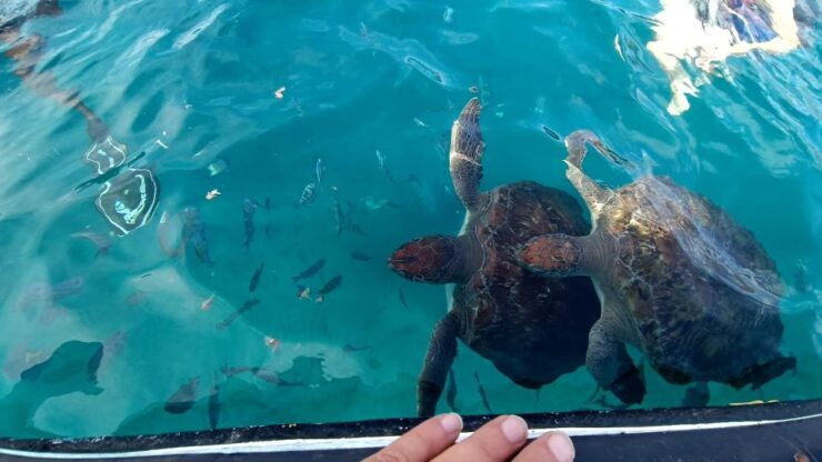 São Pedro Experience (Hiking & Snorkeling With Turtles) - Good To Know