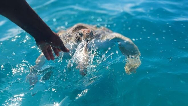 São Pedro Experience (Hiking & Snorkeling With Turtles) - Highlights