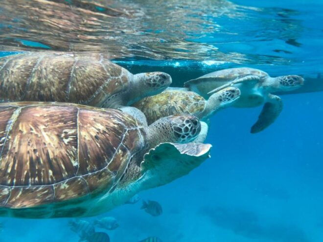 São Vicente: Snorkel With Sea Turtles Adventure - Language Options
