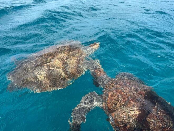 São Vicente: Snorkel With Sea Turtles Adventure - Accessibility Information
