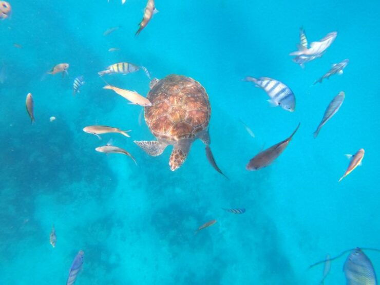 São Vicente: Snorkeling With Turtles Breathtaking Experience - Good To Know